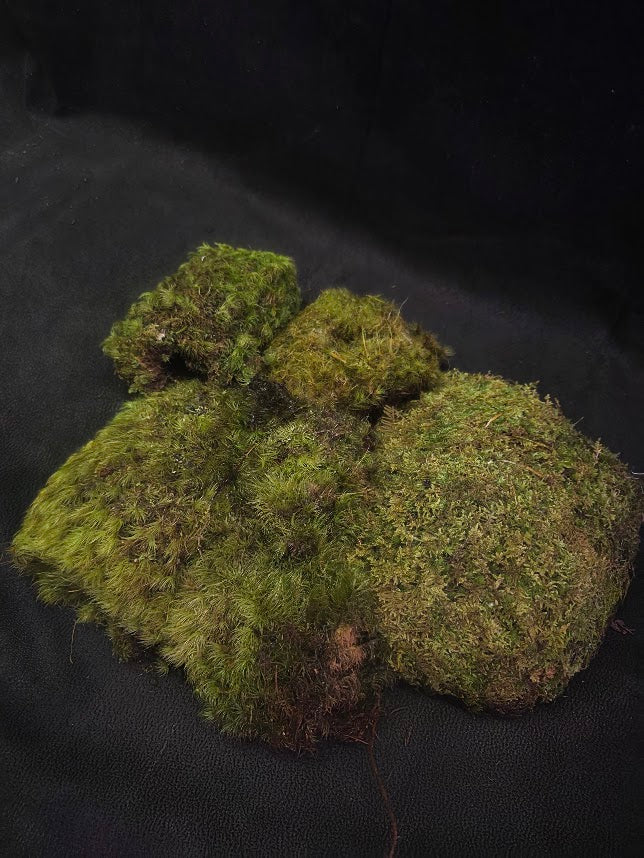 Assorted Live Moss #09