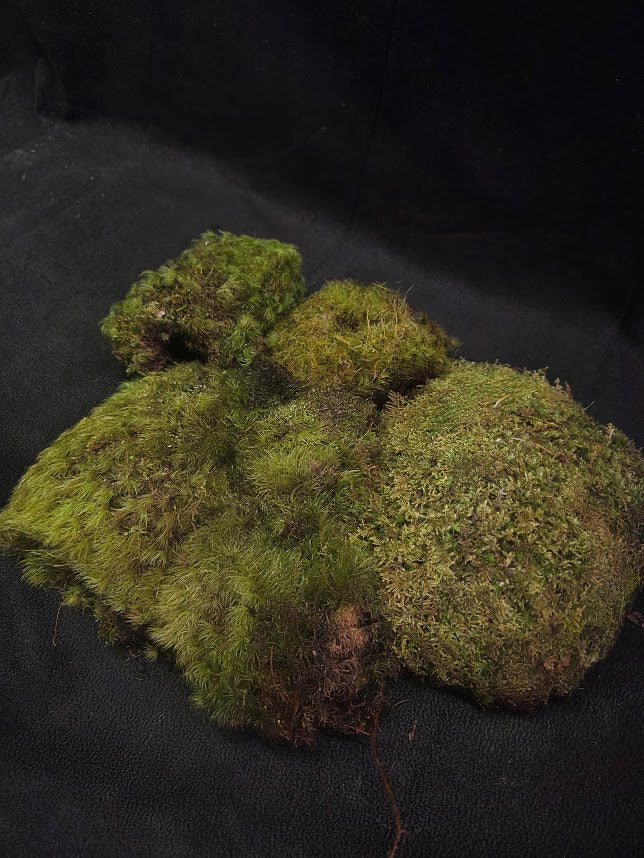 Assorted Live Moss #09