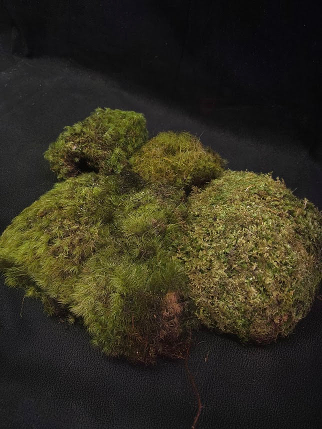 Assorted Live Moss #09