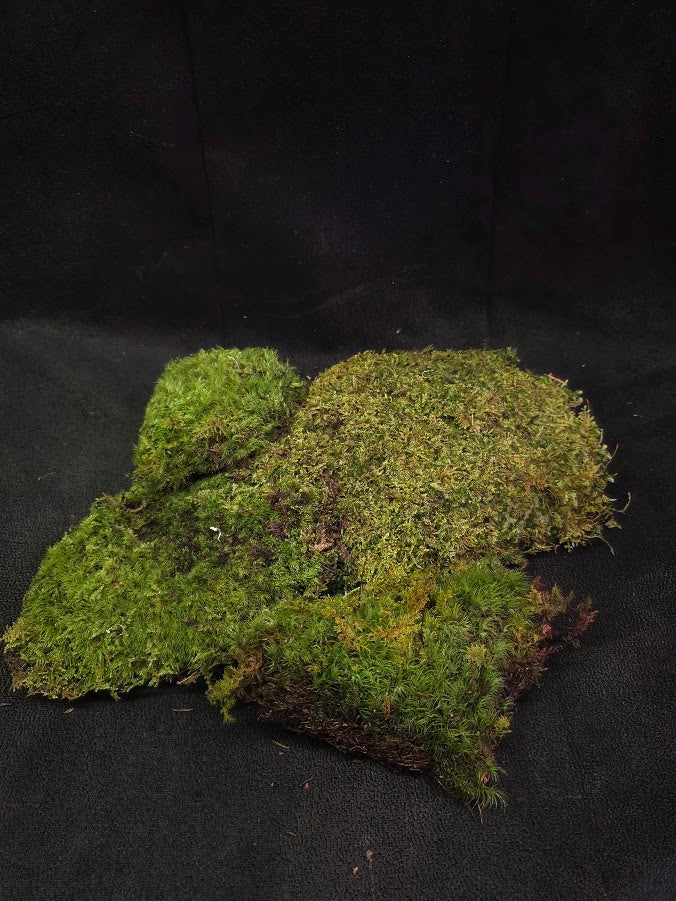 Assorted Live Moss #10