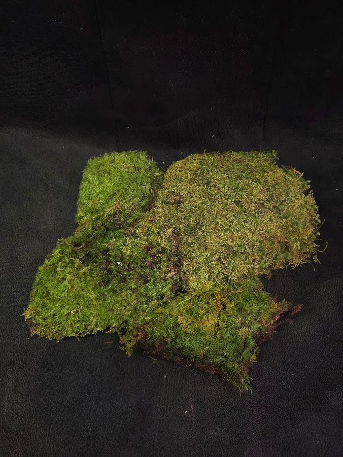 Assorted Live Moss #10