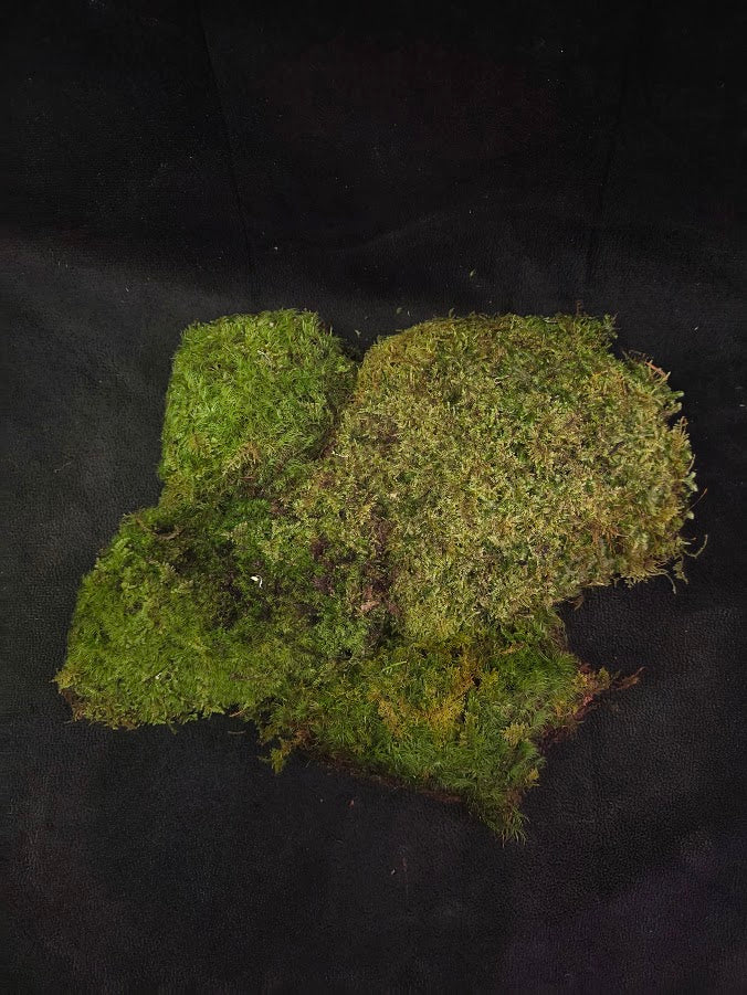 Assorted Live Moss #10