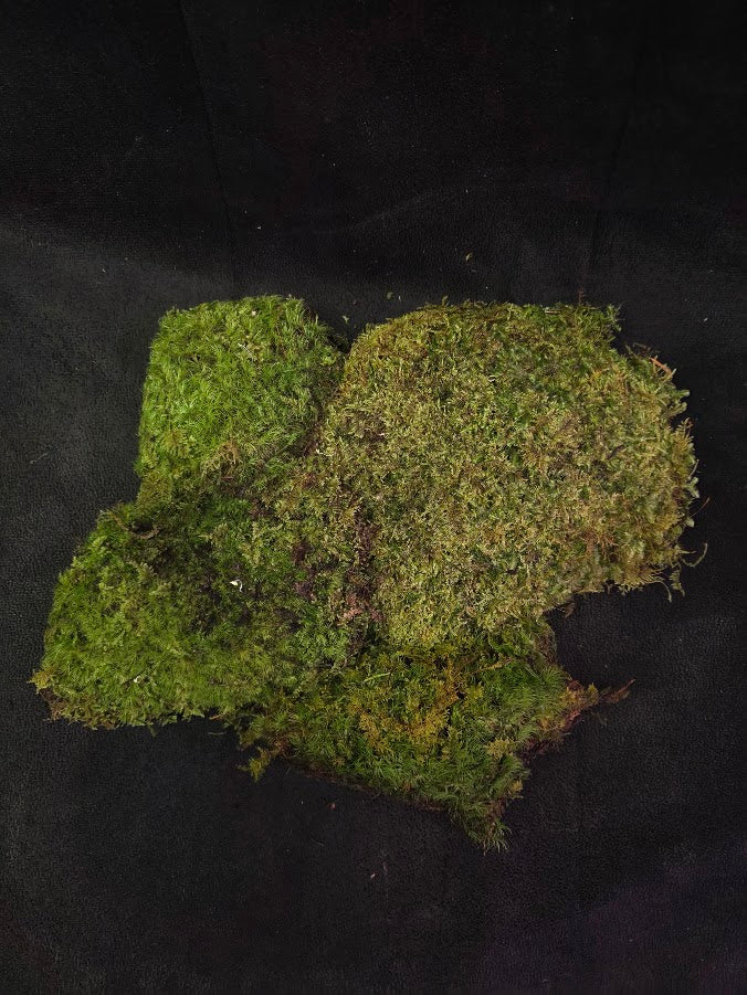 Assorted Live Moss #10