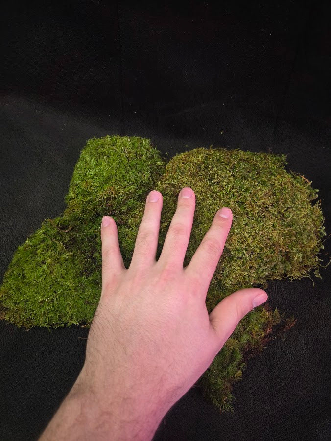 Assorted Live Moss #10