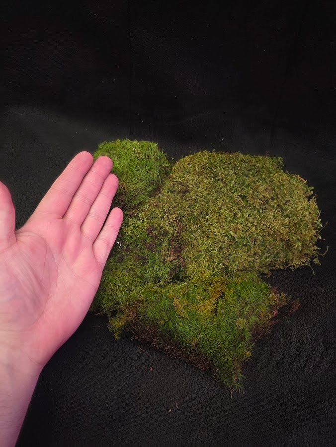 Assorted Live Moss #10