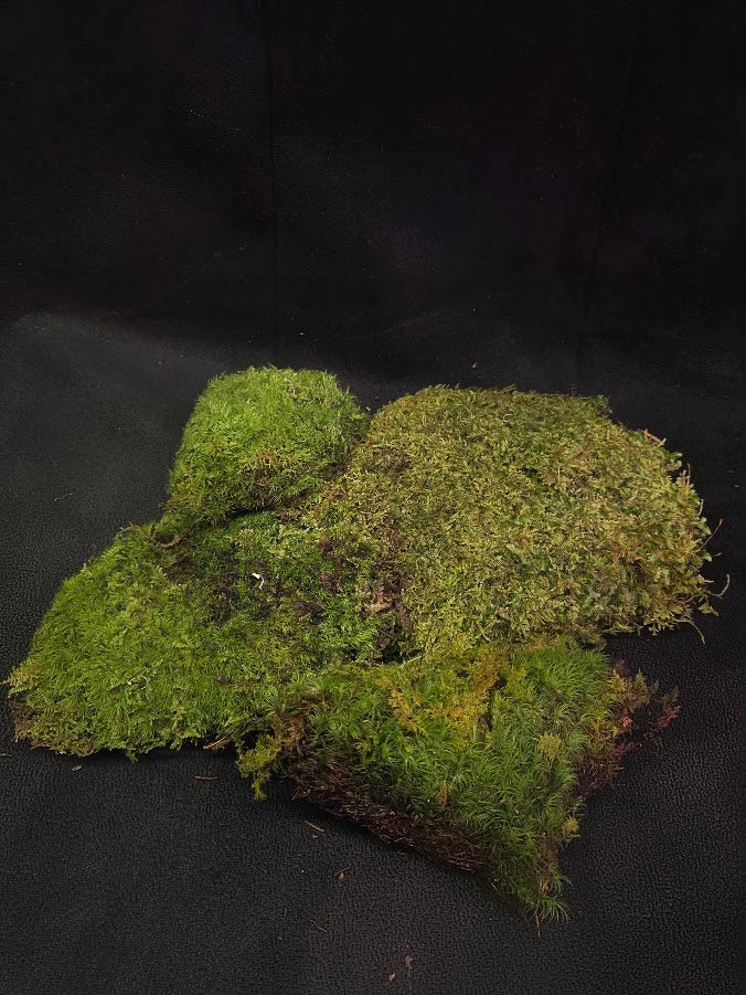 Assorted Live Moss #10