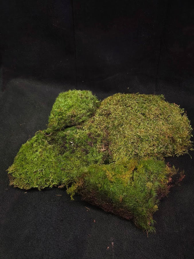 Assorted Live Moss #10
