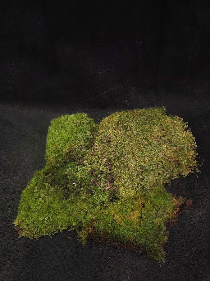 Assorted Live Moss #10