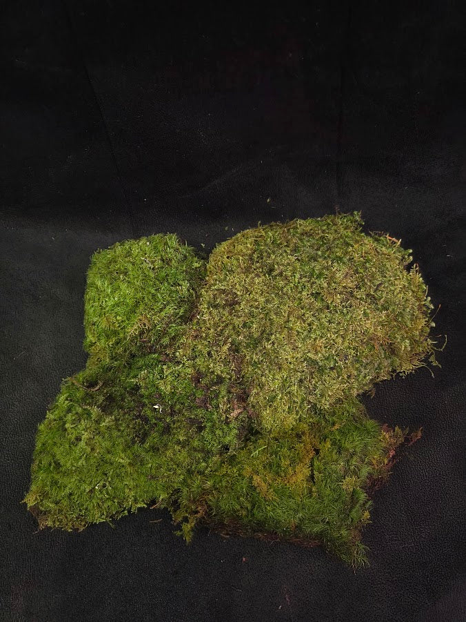 Assorted Live Moss #10