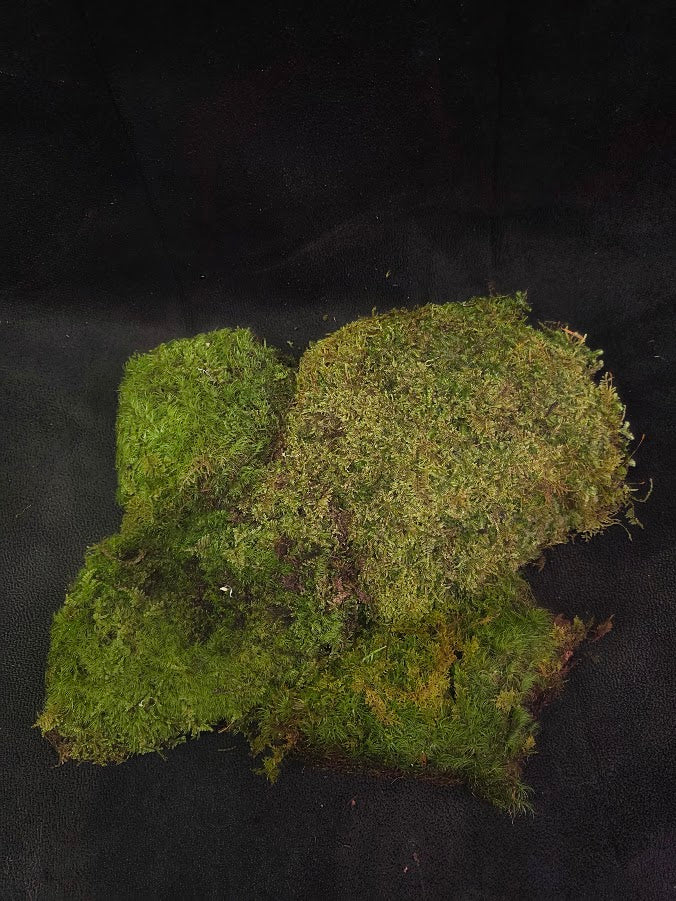 Assorted Live Moss #10
