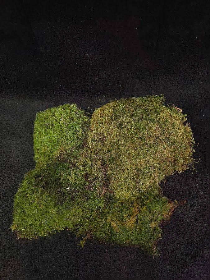 Assorted Live Moss #10
