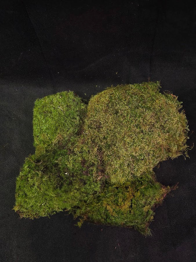 Assorted Live Moss #10