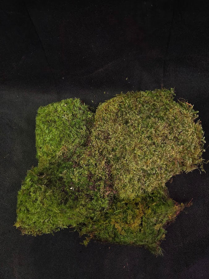 Assorted Live Moss #10
