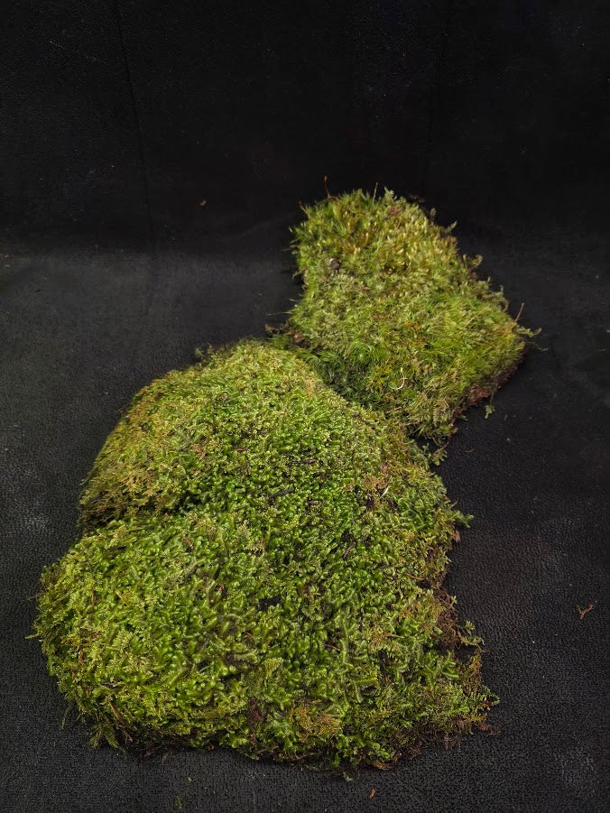 Assorted Live Moss #11