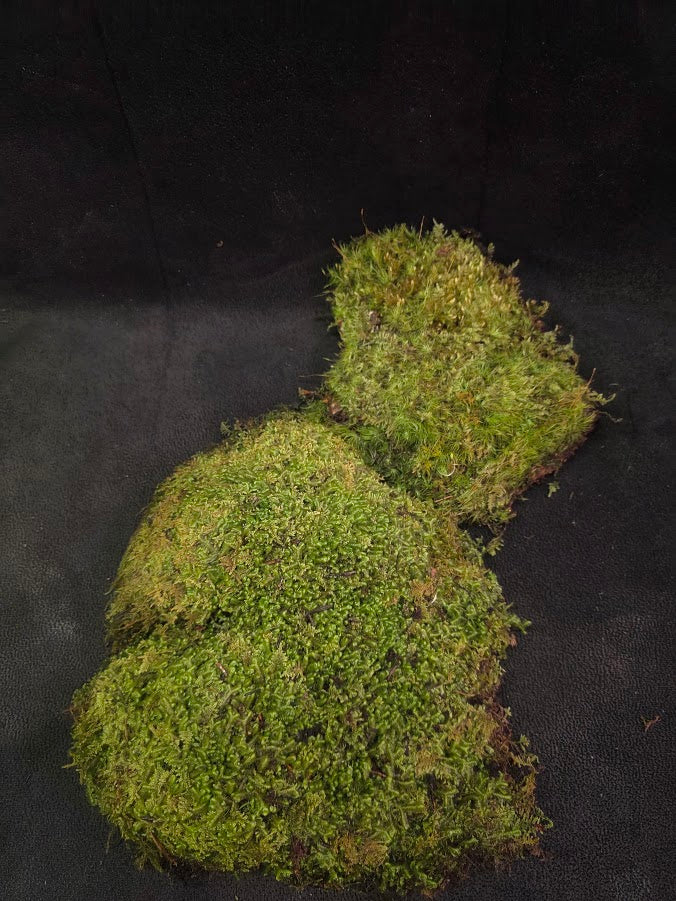 Assorted Live Moss #11