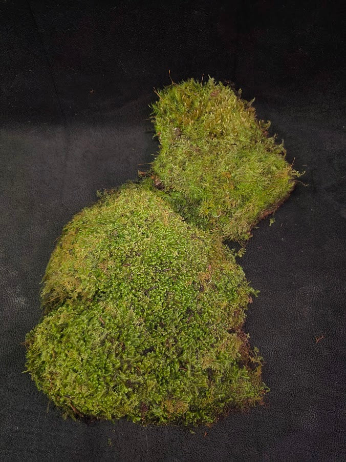 Assorted Live Moss #11