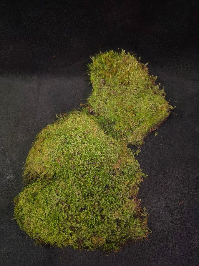 Assorted Live Moss #11