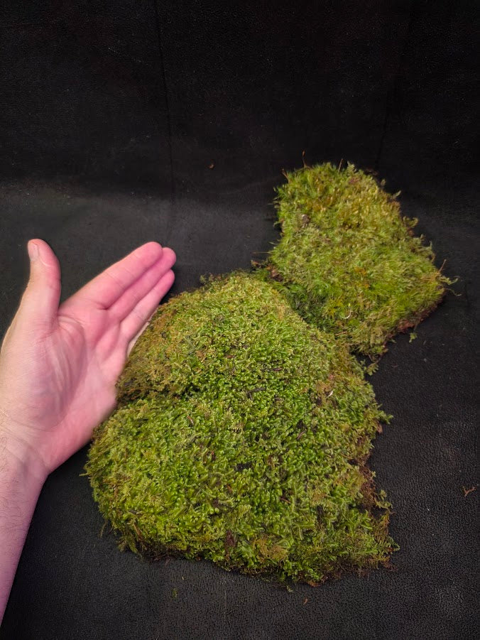 Assorted Live Moss #11