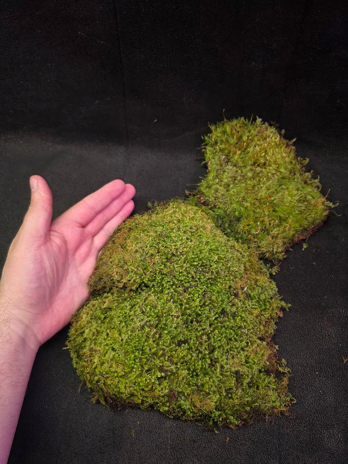 Assorted Live Moss #11