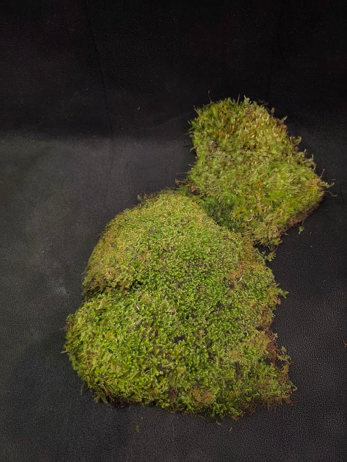 Assorted Live Moss #11