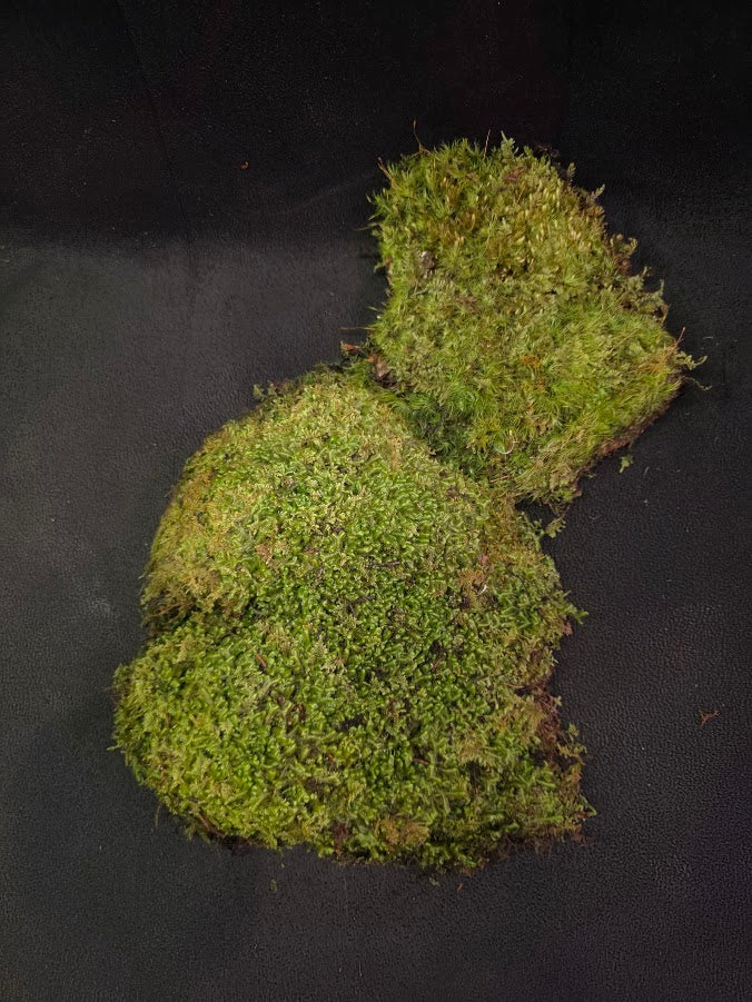 Assorted Live Moss #11