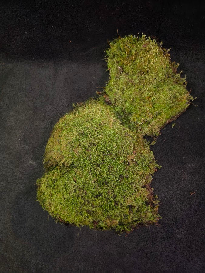 Assorted Live Moss #11
