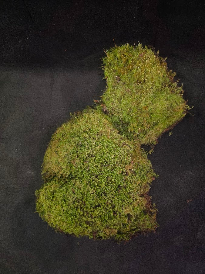 Assorted Live Moss #11