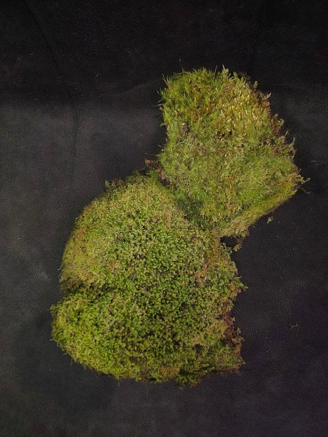 Assorted Live Moss #11