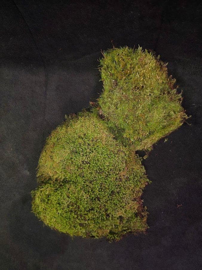 Assorted Live Moss #11