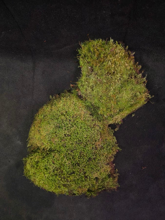 Assorted Live Moss #11