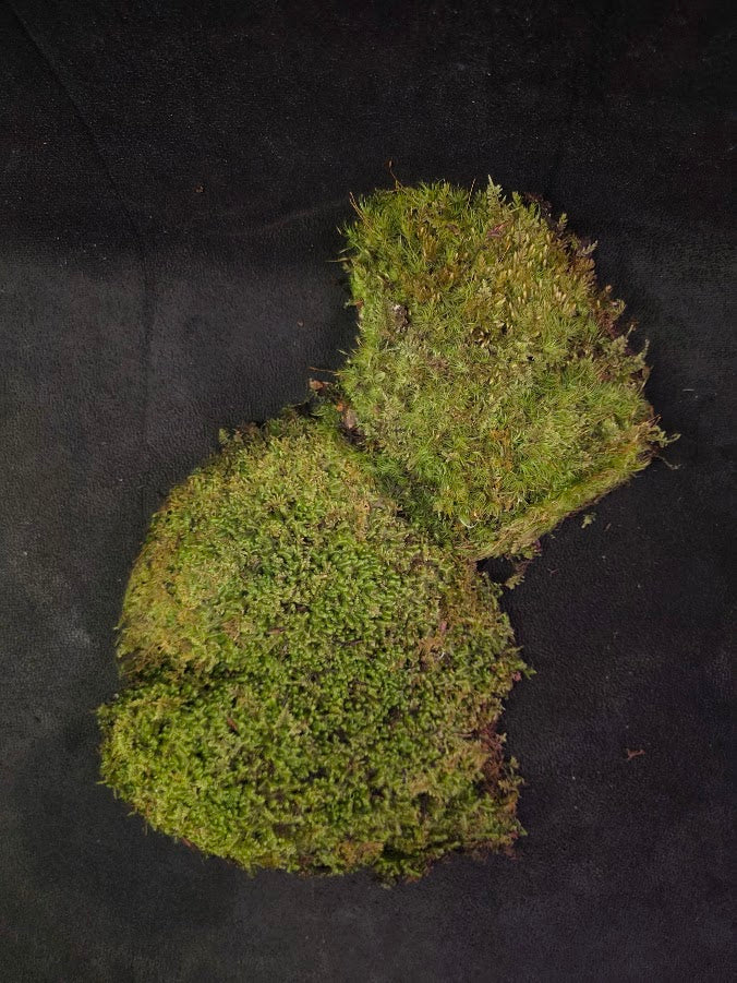Assorted Live Moss #11