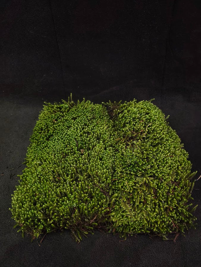Assorted Live Moss #12