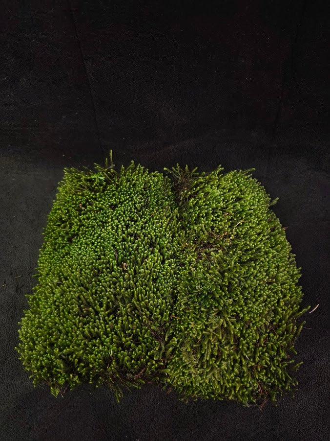 Assorted Live Moss #12
