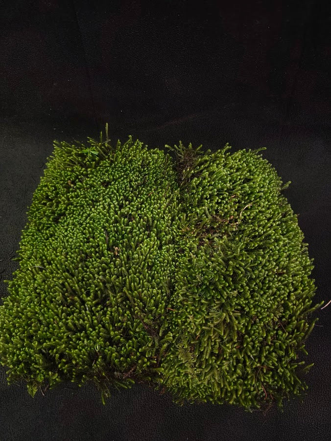 Assorted Live Moss #12