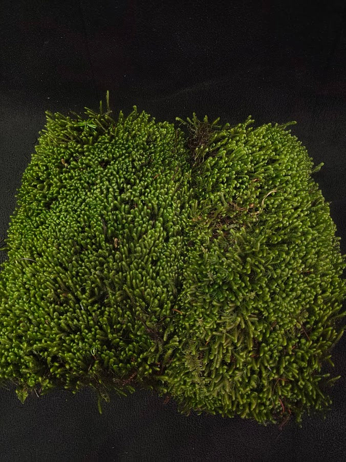 Assorted Live Moss #12