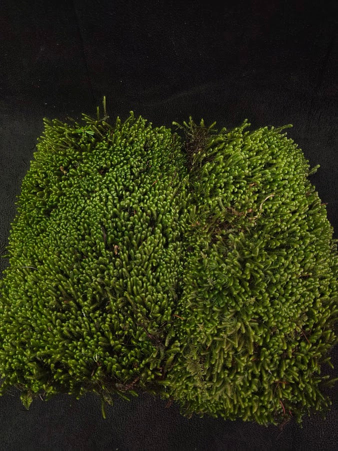 Assorted Live Moss #12
