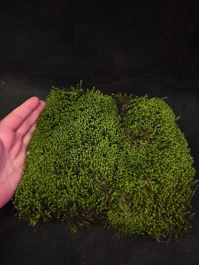 Assorted Live Moss #12