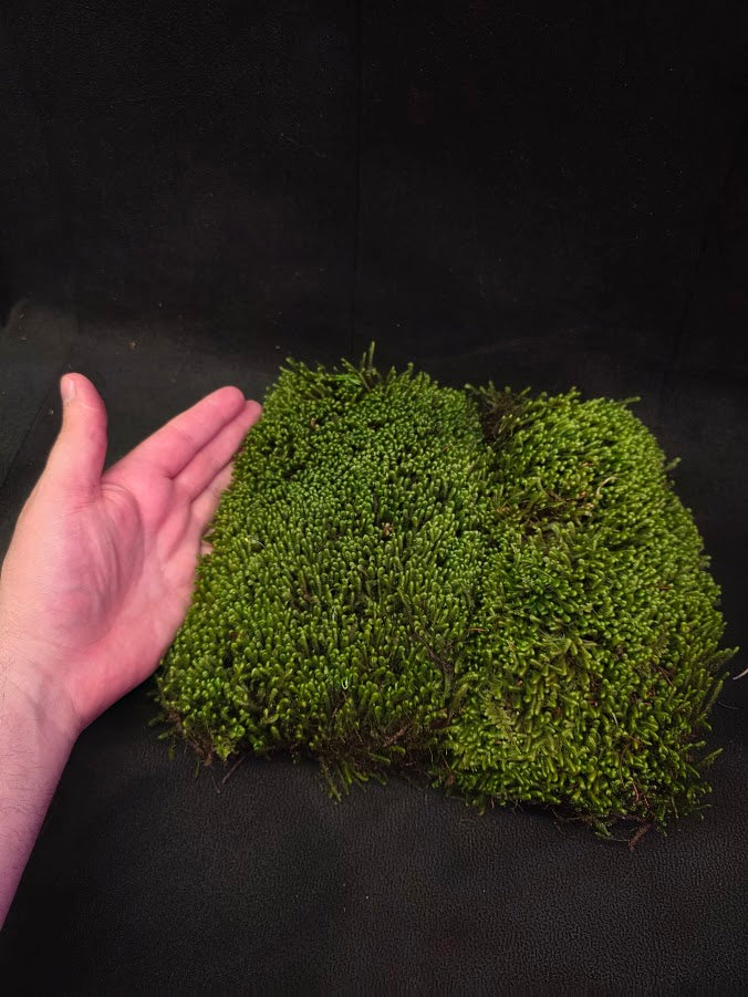 Assorted Live Moss #12
