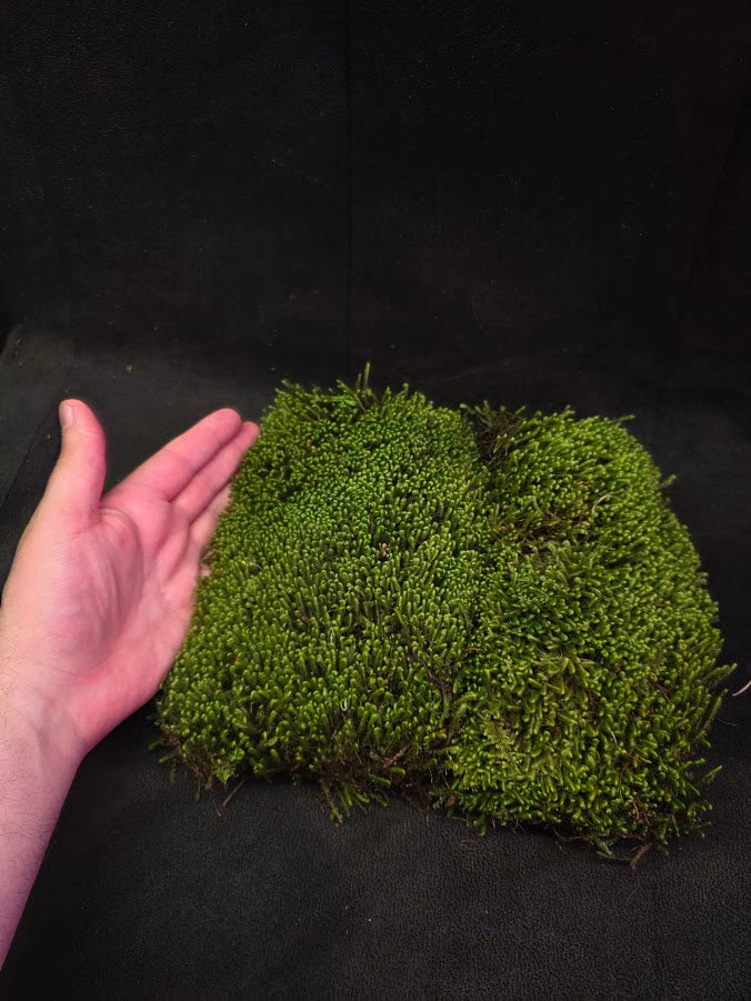 Assorted Live Moss #12