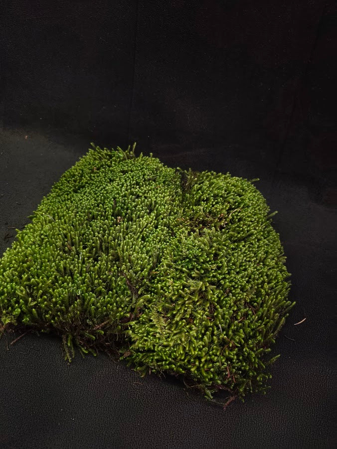 Assorted Live Moss #12