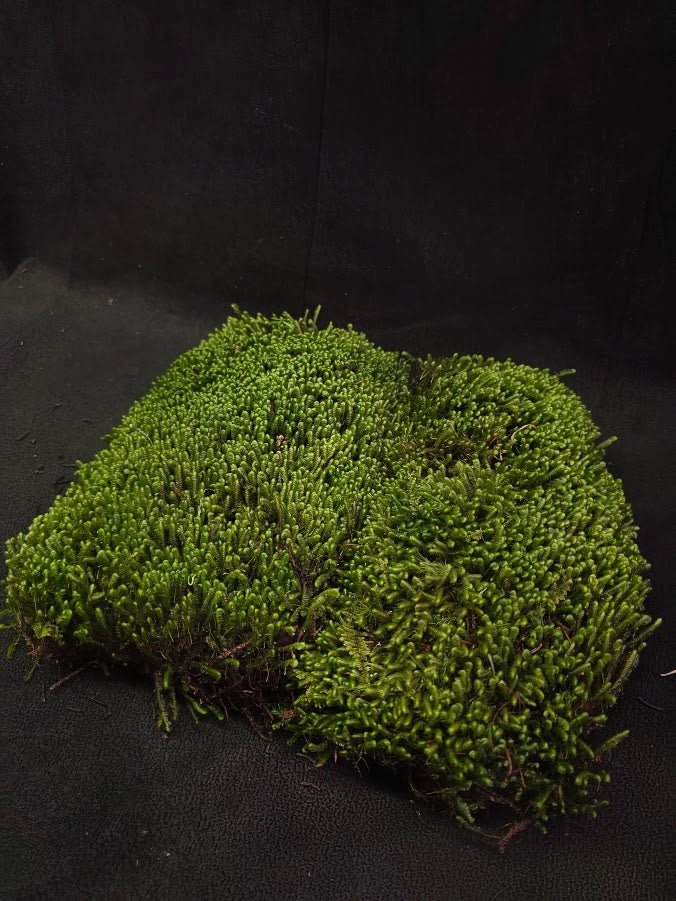 Assorted Live Moss #12