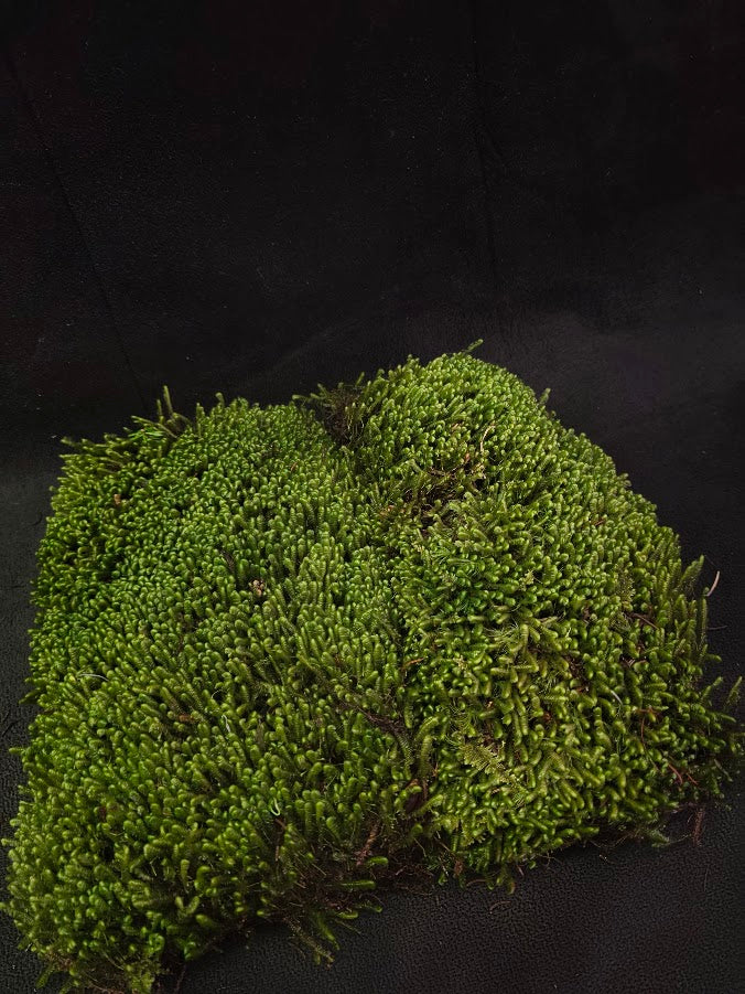 Assorted Live Moss #12