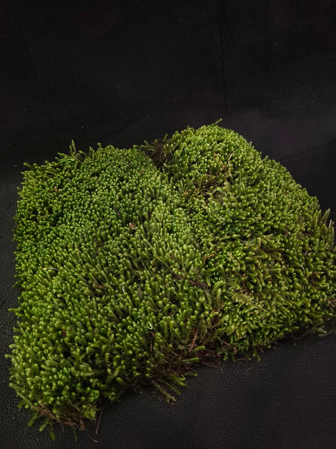 Assorted Live Moss #12