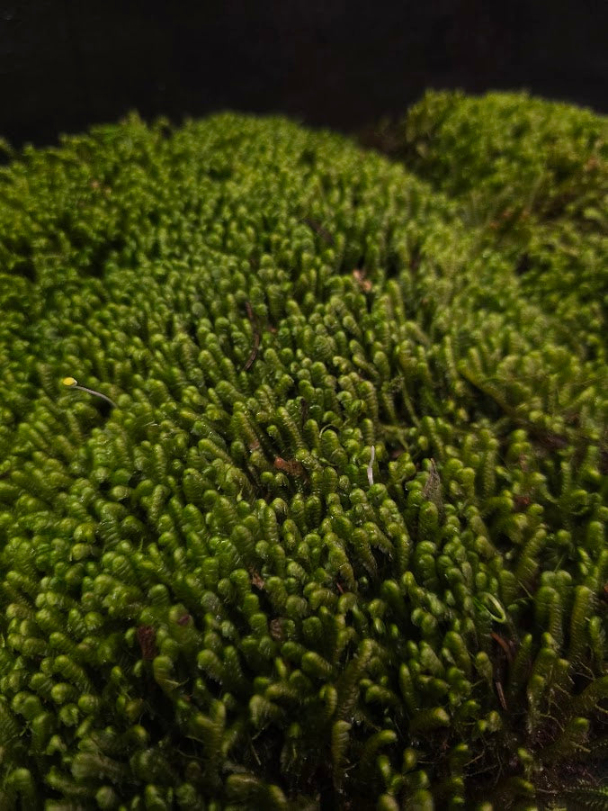 Assorted Live Moss #12