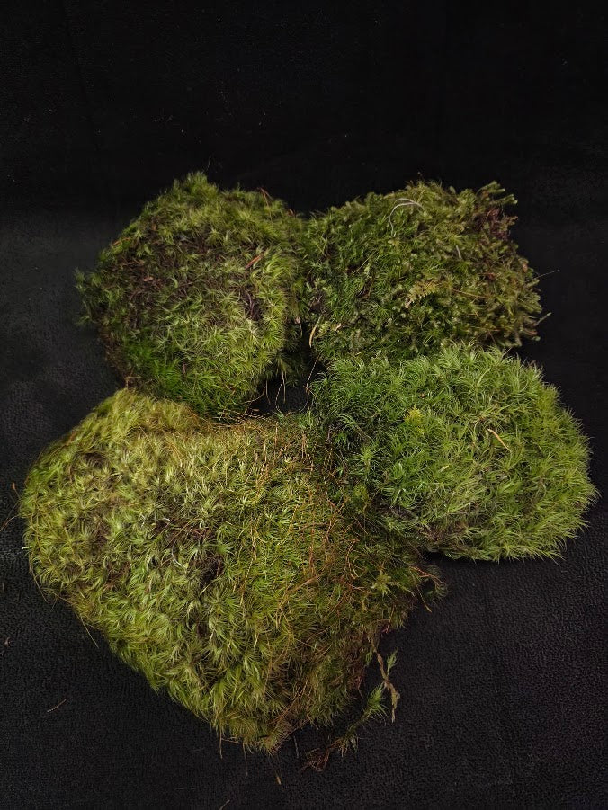 Assorted Live Moss #13