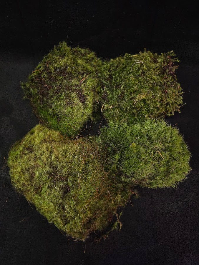 Assorted Live Moss #13