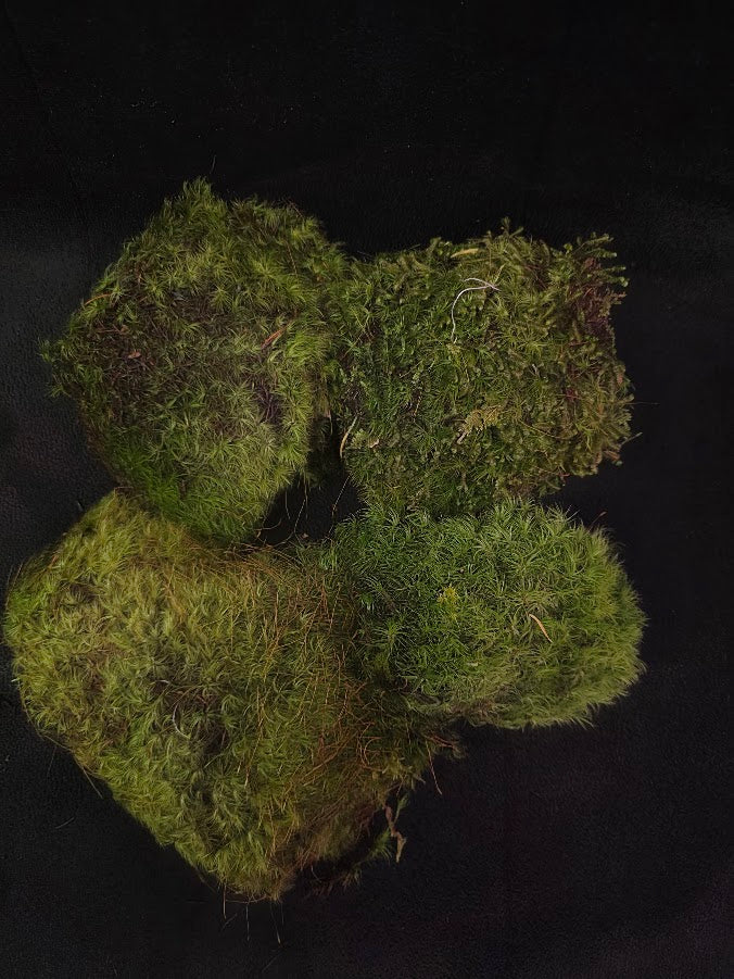 Assorted Live Moss #13