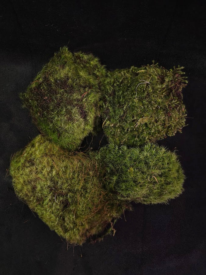 Assorted Live Moss #13
