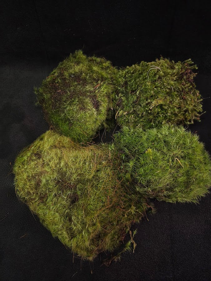 Assorted Live Moss #13