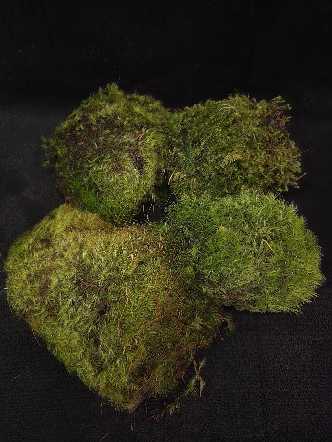 Assorted Live Moss #13